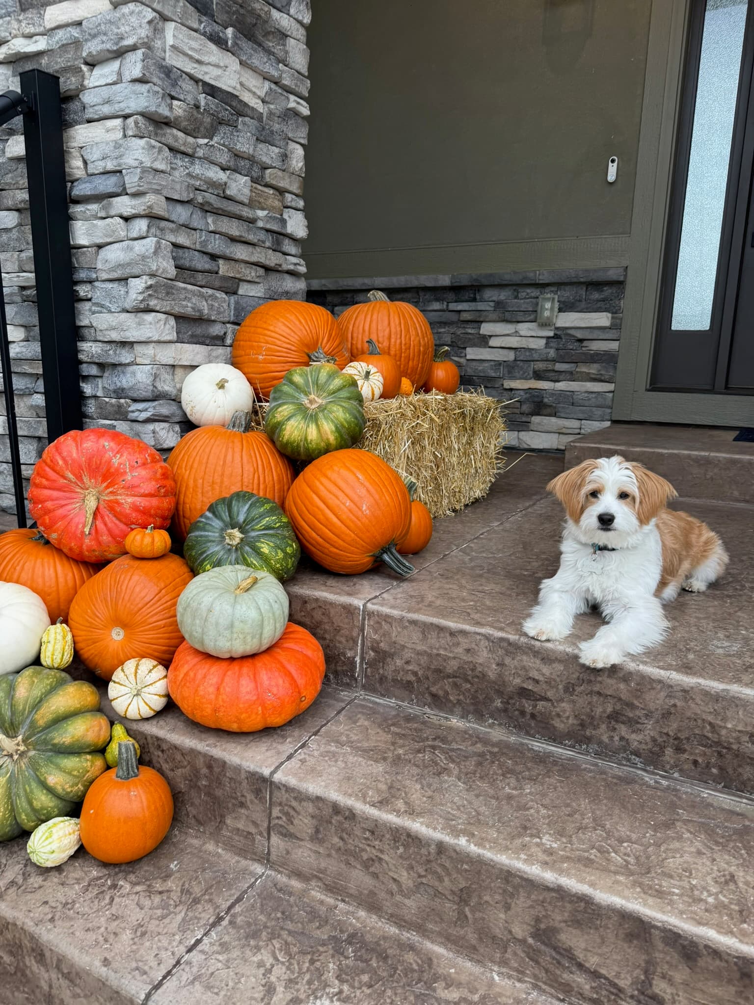 Kola, a small white-and-tan fluffy dog, lying on brown stamped-concrete porch steps beside a stacked pumpkin display with a hay bale